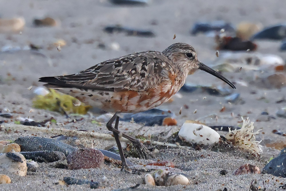Curlew sandpiper